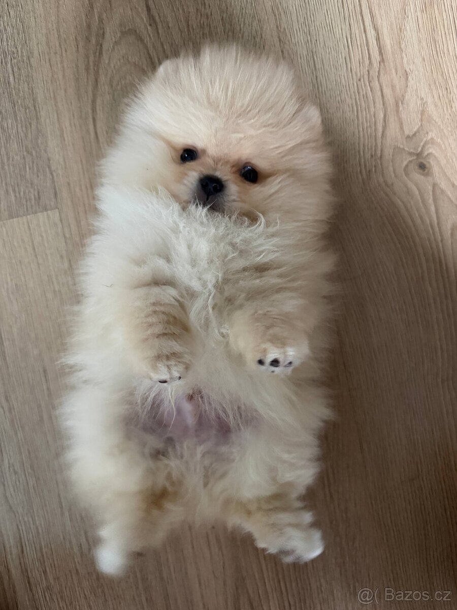 Pomeranian mini pejsek - 4