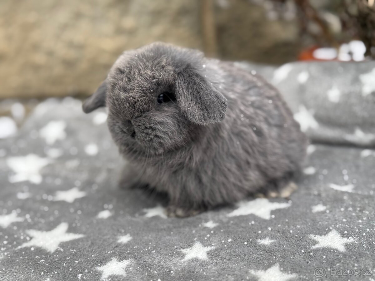 Zakrslý beránek s PP - 4