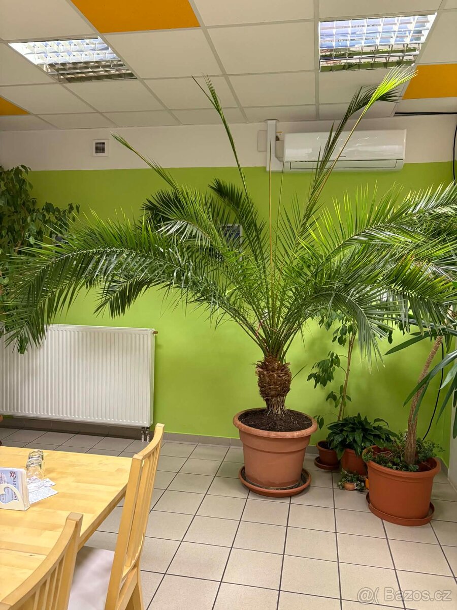 Datlovník senegalský 3,5m - 4