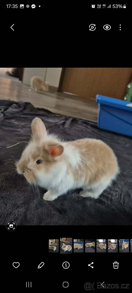 Zakrslí králíčci - 4