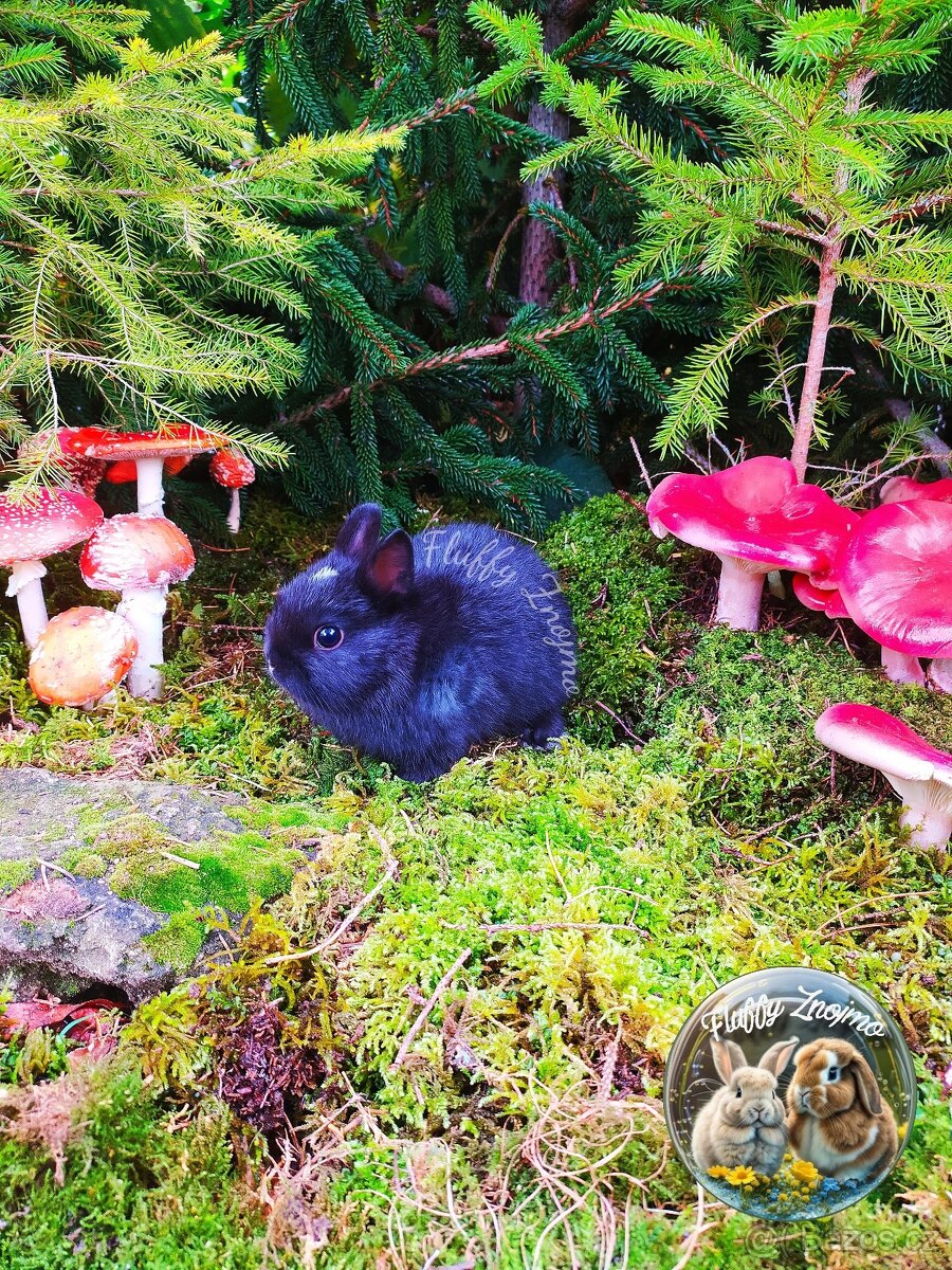 Zakrslí králíčci ze Znojma - 4