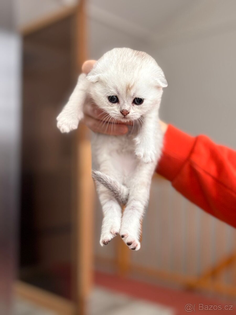 Skotská klapouchá koťata - 4