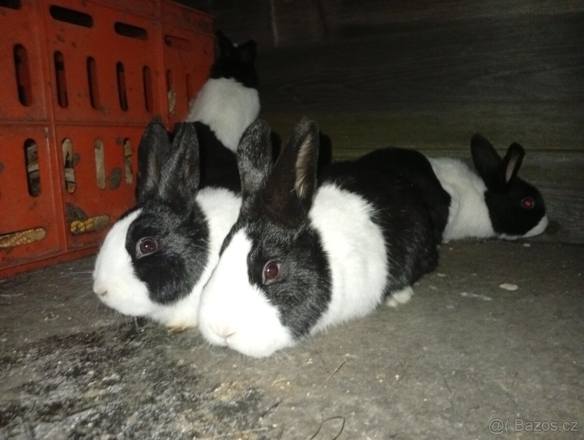 Holandský králík - 4