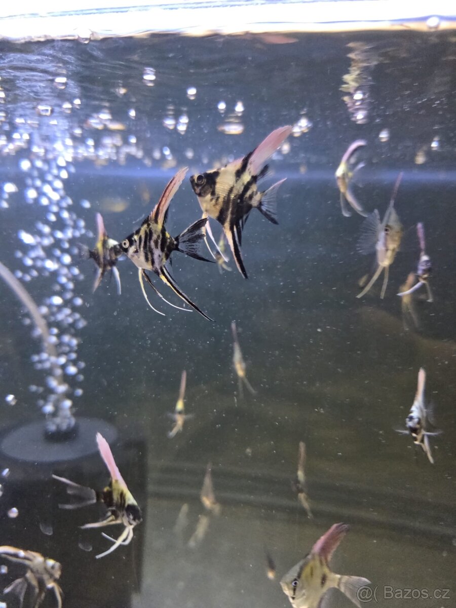 Skalár - platinum marble long fin - 4