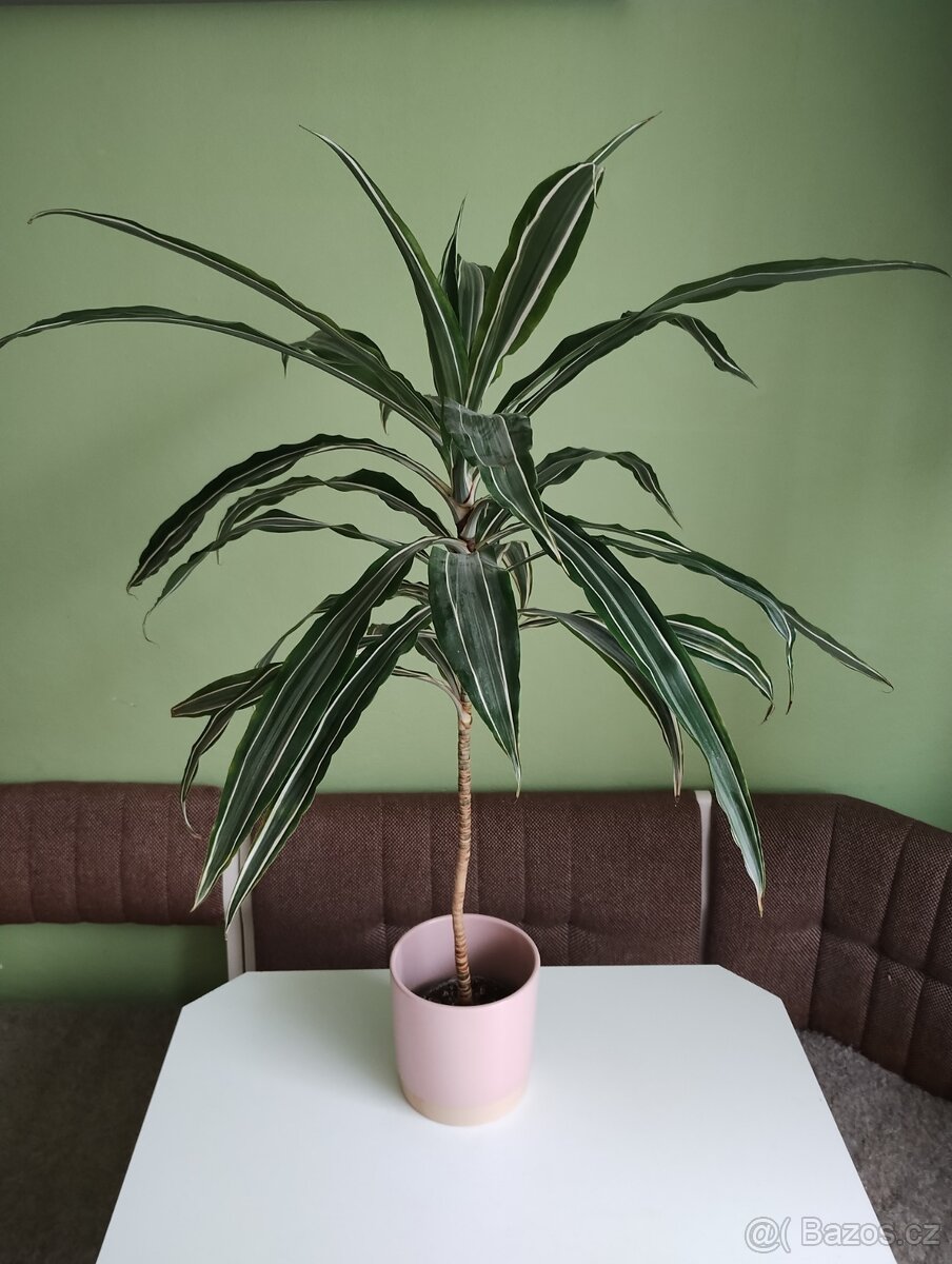 Dračinec - dracaena - 4