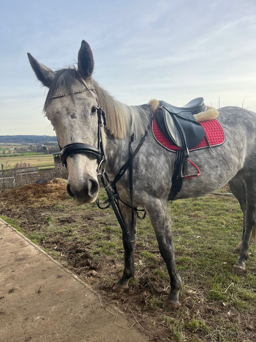 Pronajem úžasné šimličky - 4