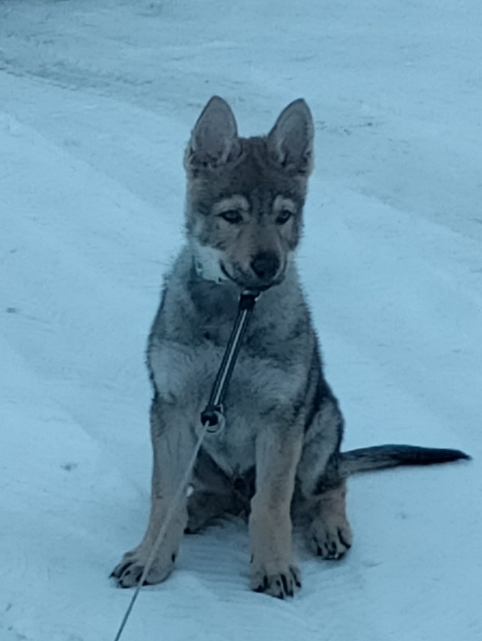 Československý vlčák - štěně s PP - 4