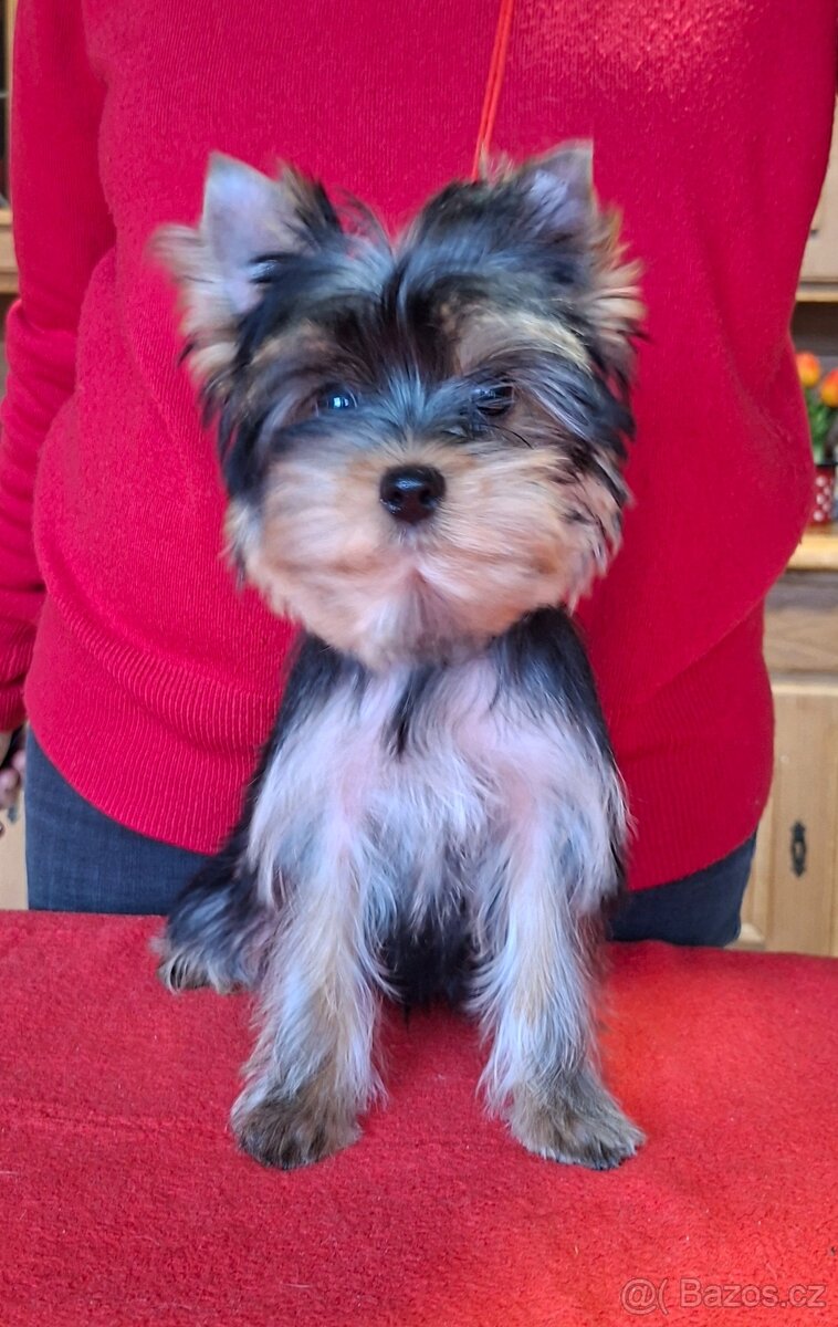Yorkshire terrier s PP - 4