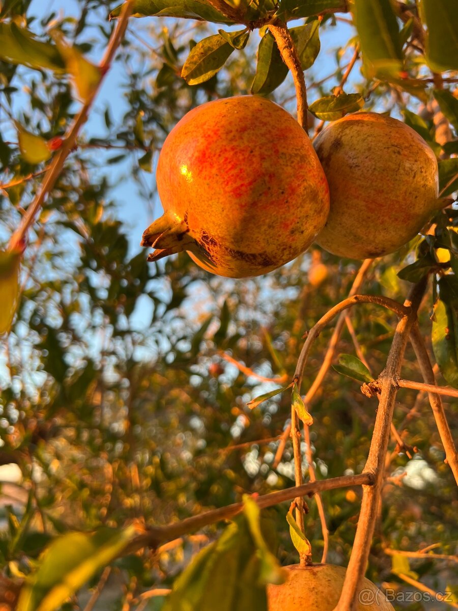 Olivový sad 8900m2 u moře 19.000kč/měsíčně - 4