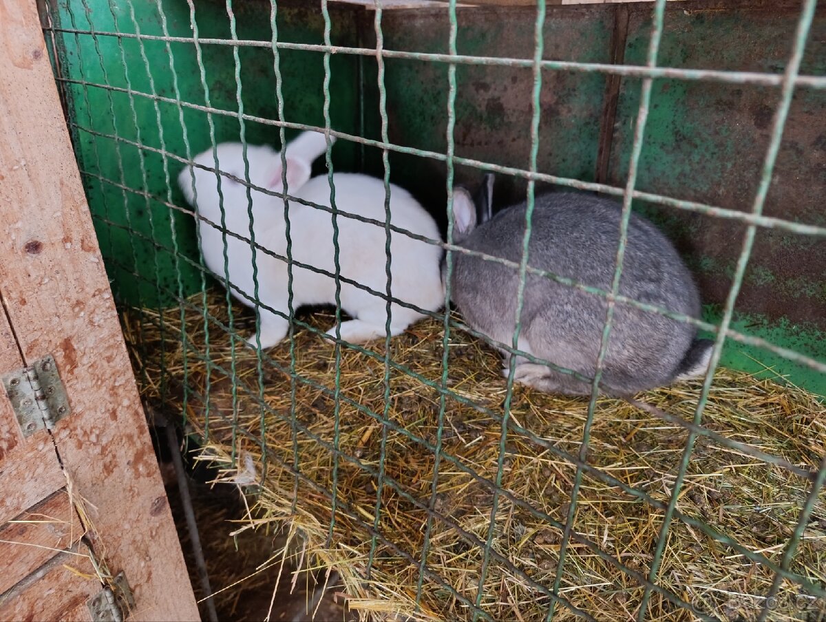 Králík Vídeňský bílý a modrošedý - 4