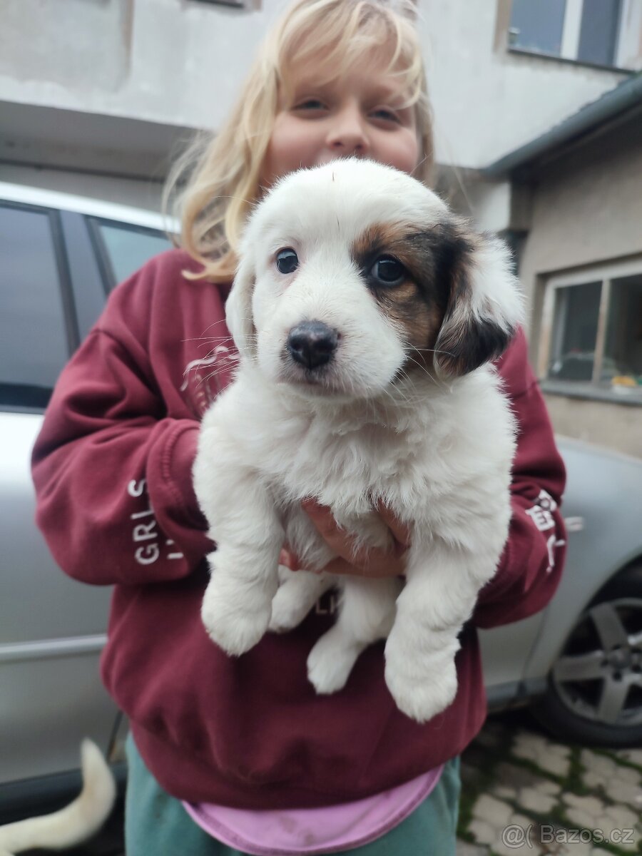 Daruji štěňata křížence - 4