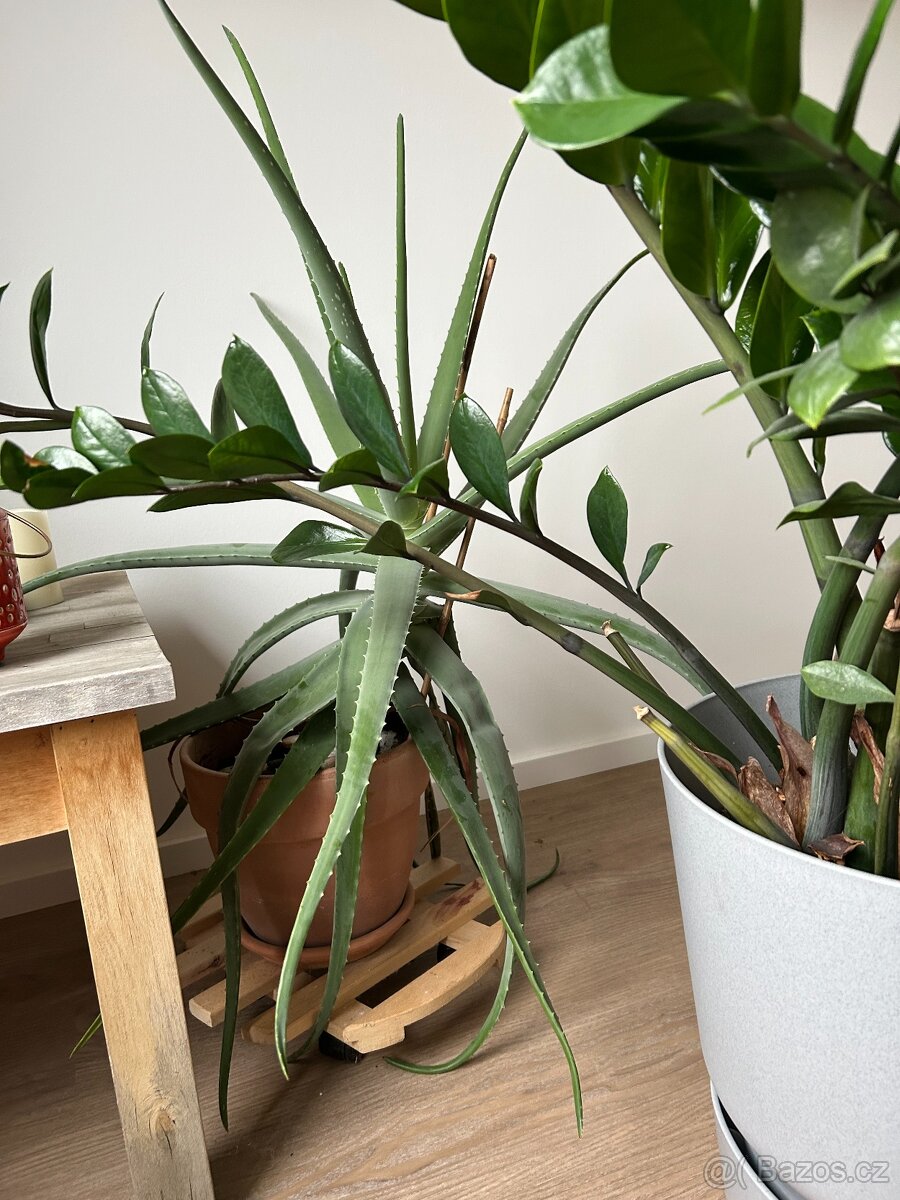 Pokojové rostliny - 4