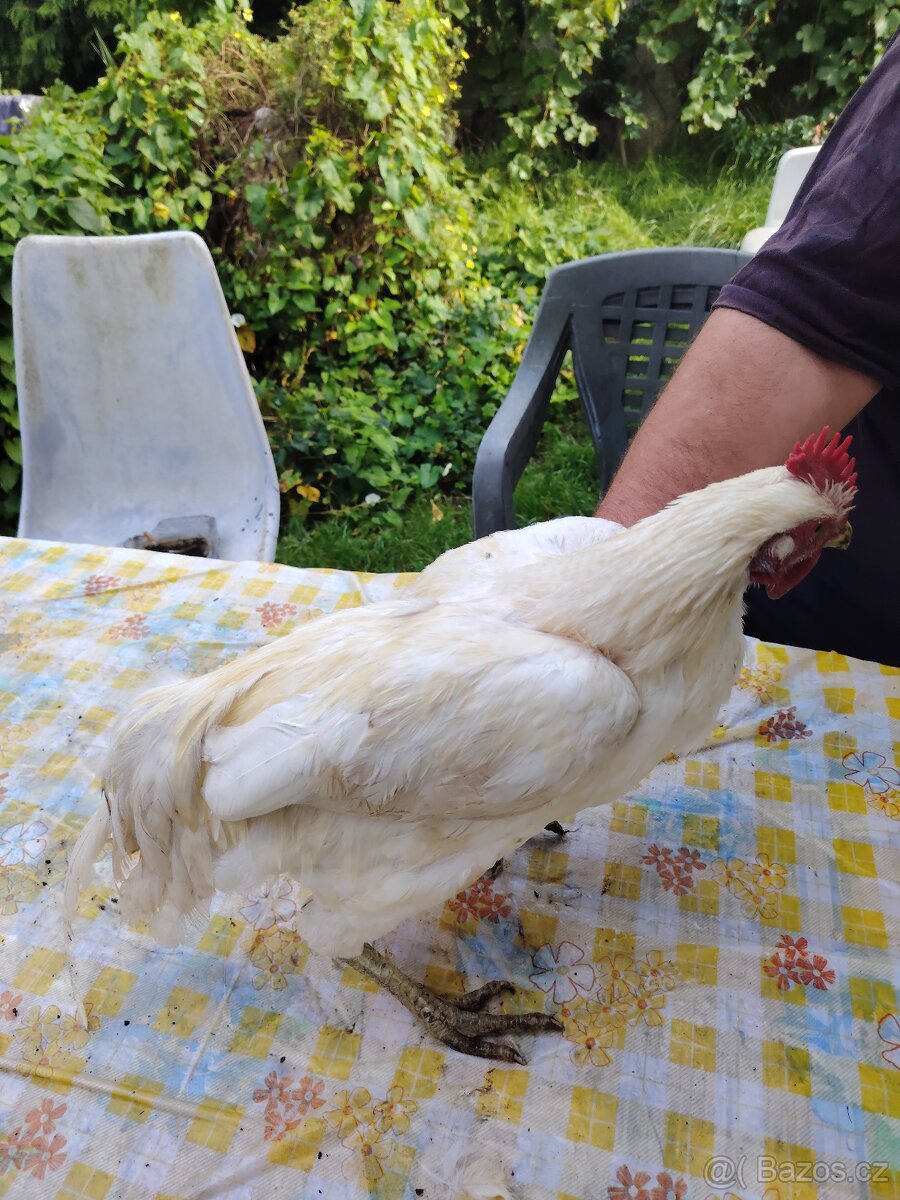 Prodám kohouta - 4