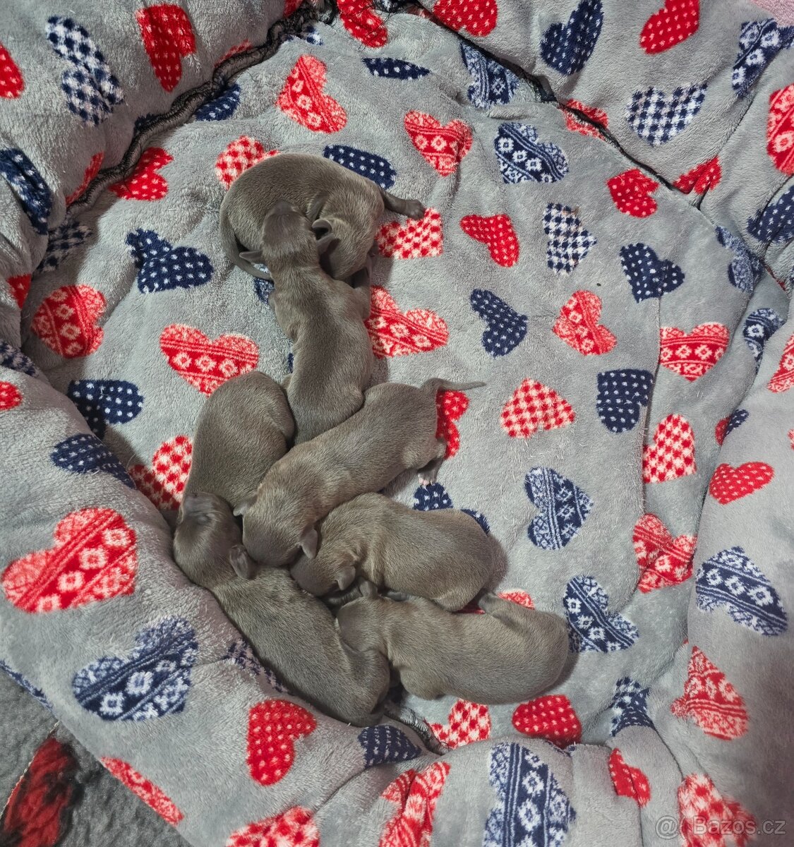 ITALSKÝ CHRTÍK - 4