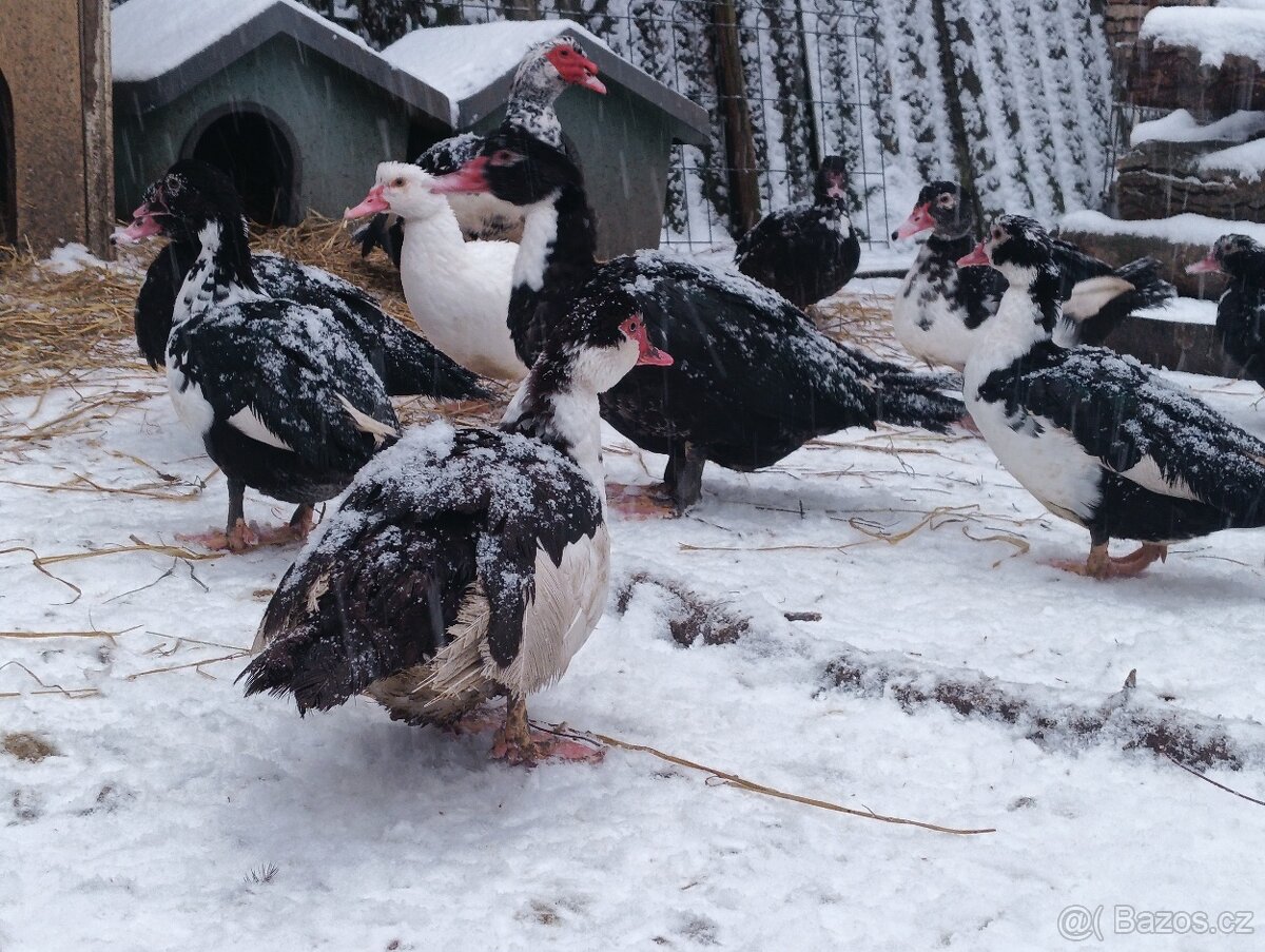 Kachna pižmová - 4