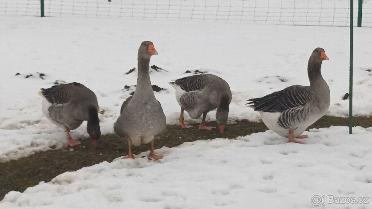 Násadová husí vejce - 4