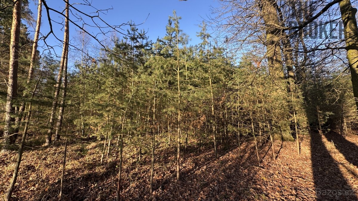 Prodej lesa, 8 225 m², Lány na Důlku, Pardubice - 4