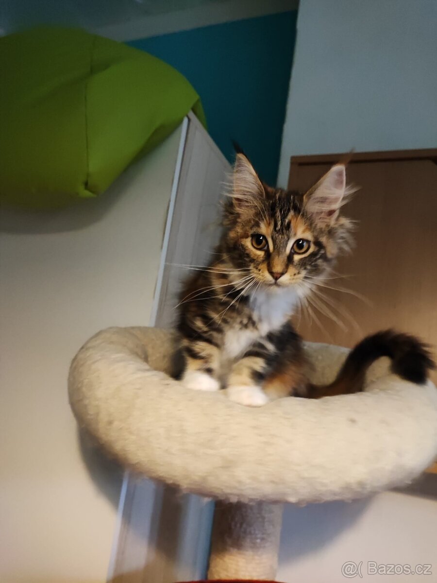 Mainská mývalí - 4