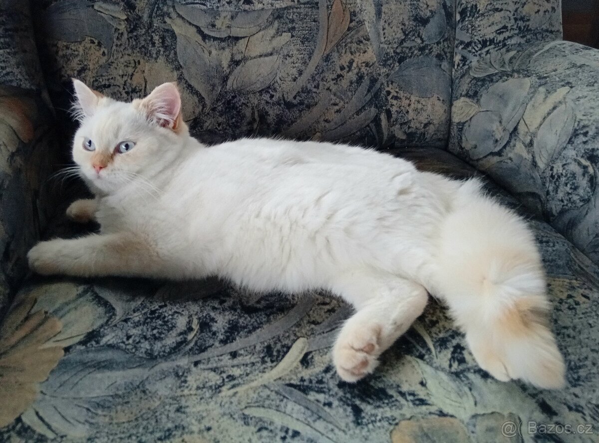 Britský kocourek colorpoint s PP - 4