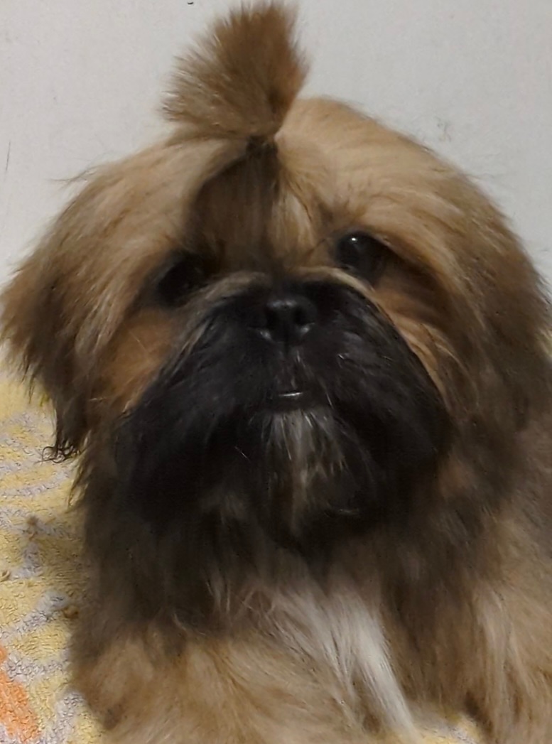 Štěňata Shih Tzu, FCI - 4