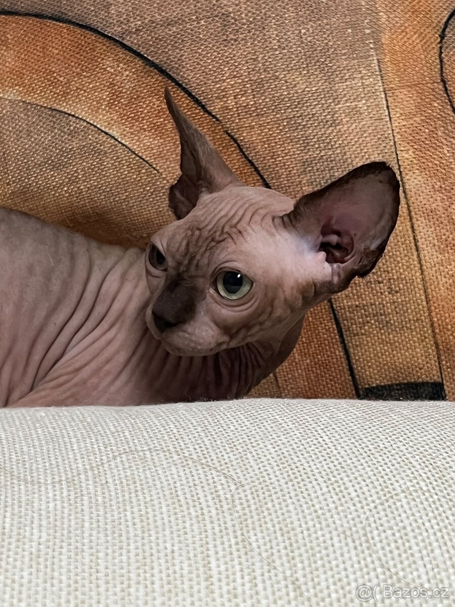 Kanadský sphynx - 4