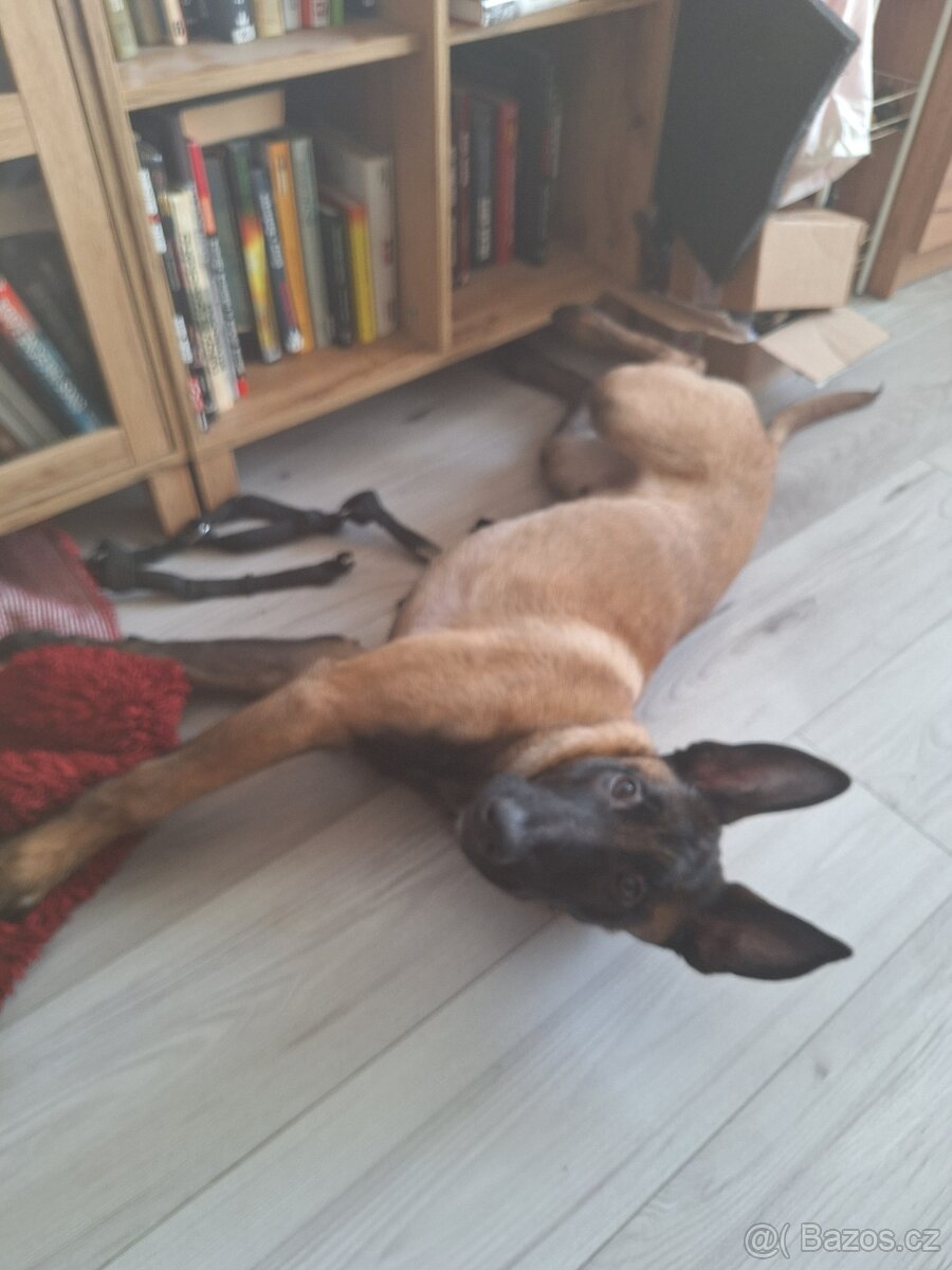 Štěně Malinois - 4