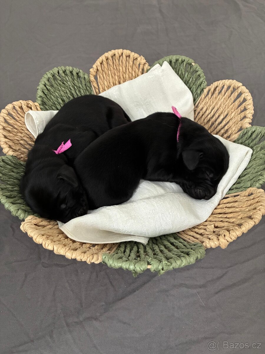 Flat Coated Retriever - černá štěňátka (odběr 6/2026) - 4