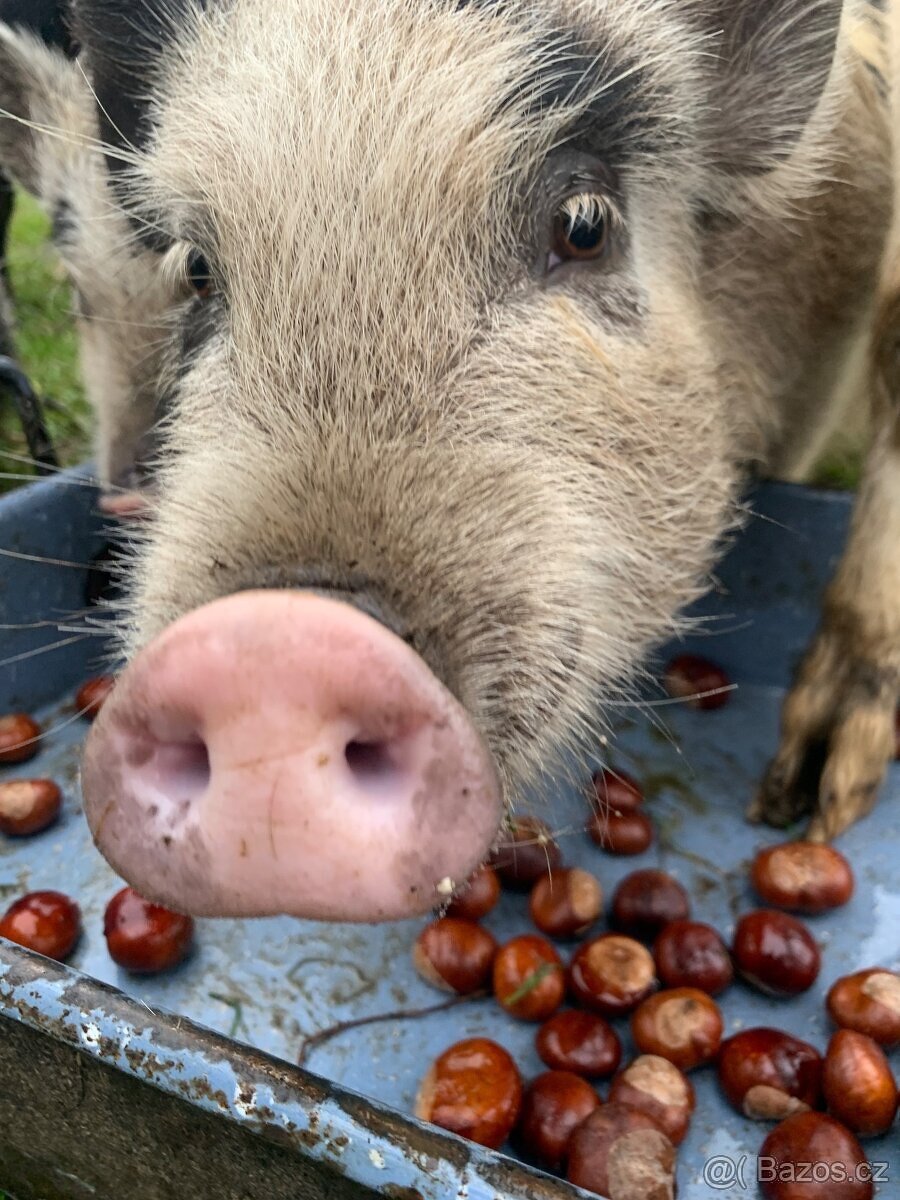 Göttingenské prasátko - 4
