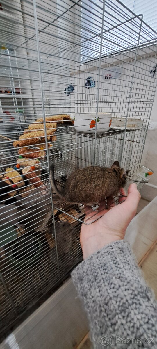 Osmaky degu - 4