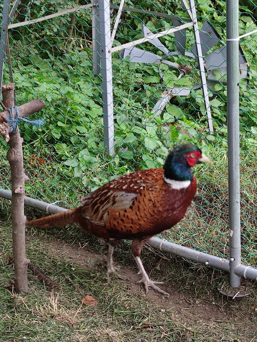 Bažanti - 4