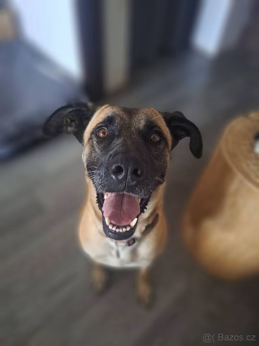 Kříženka Rhodéský Ridgeback - 4