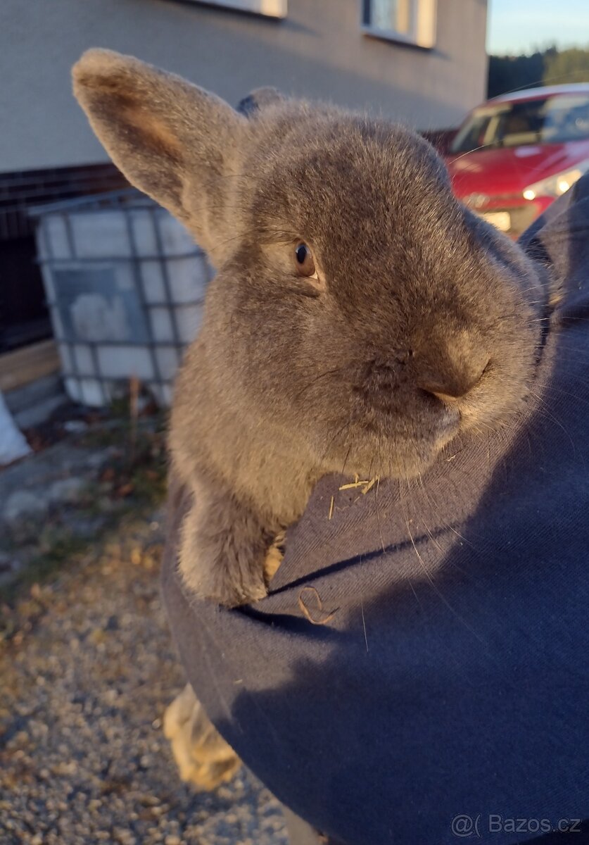 Králík Vídeňský modrý - 4