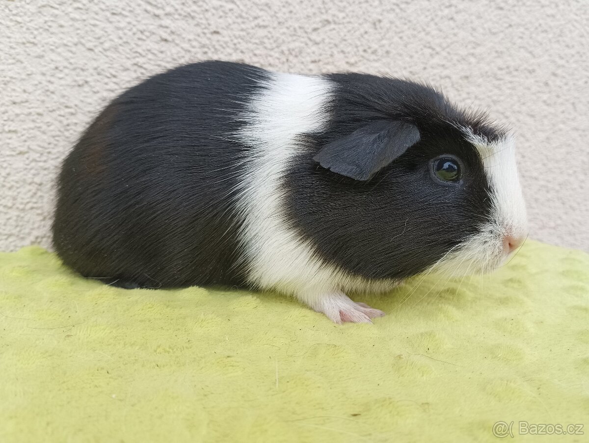 Morče - samec Viking - 4