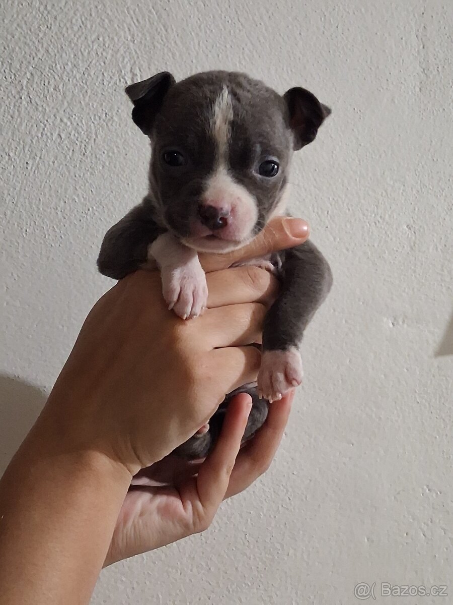 Stafordšírský bulteriel - 4