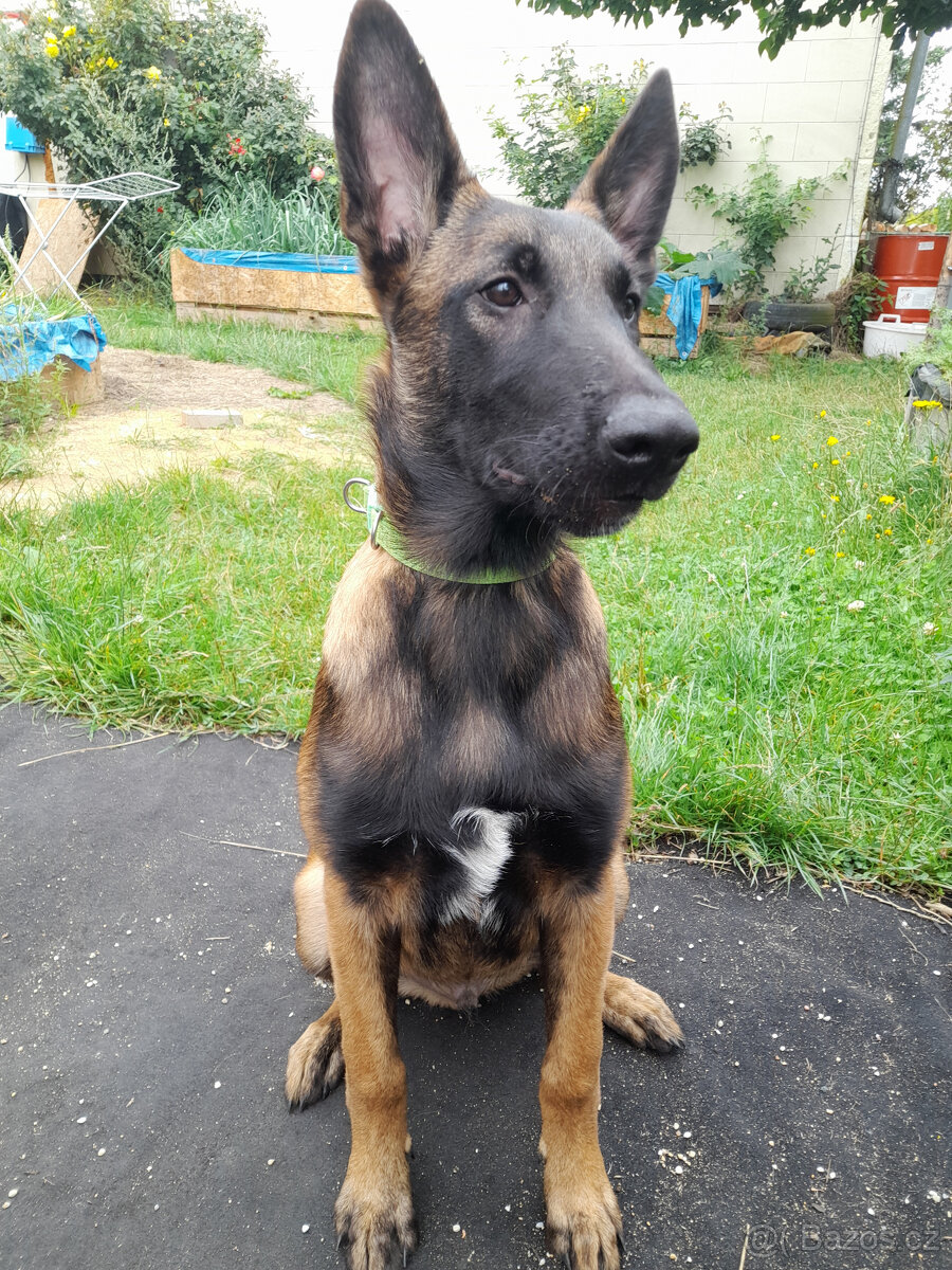 BO Malinois s PP - 4