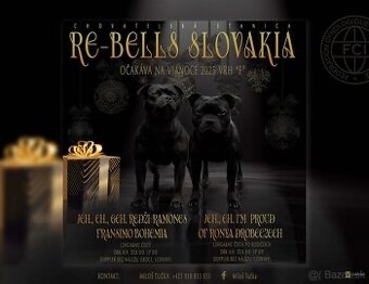 Stafordšírský bulteriér s PP - 4