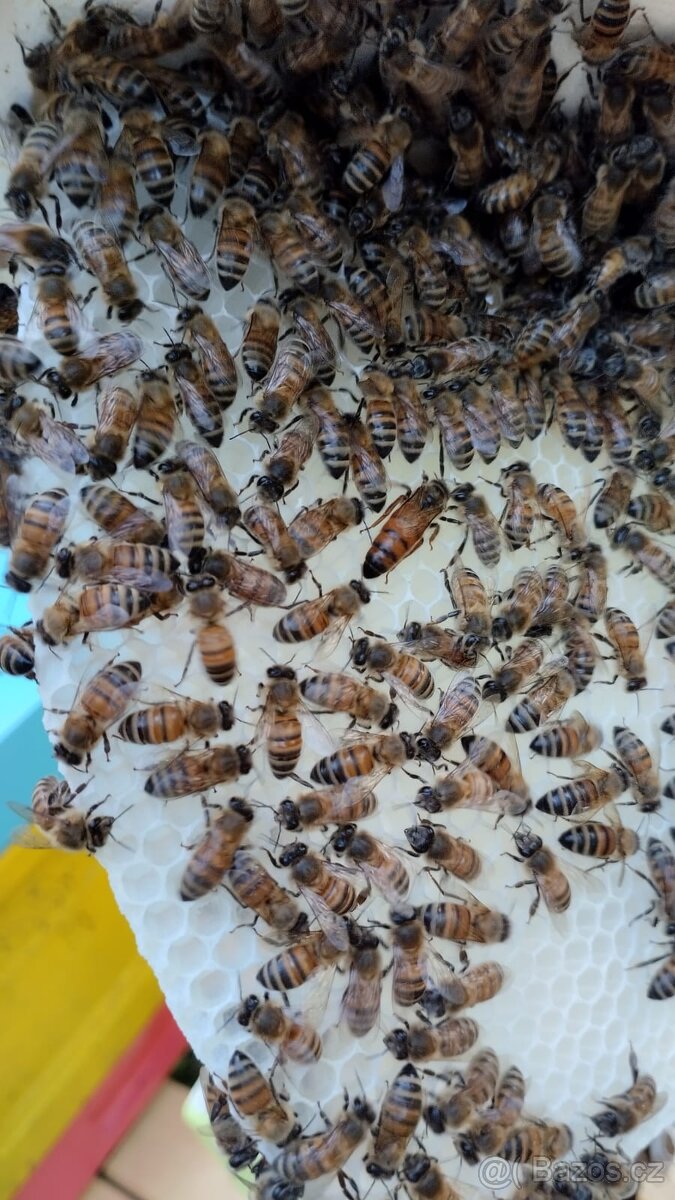 F1 matky Buckfast VSH - 4