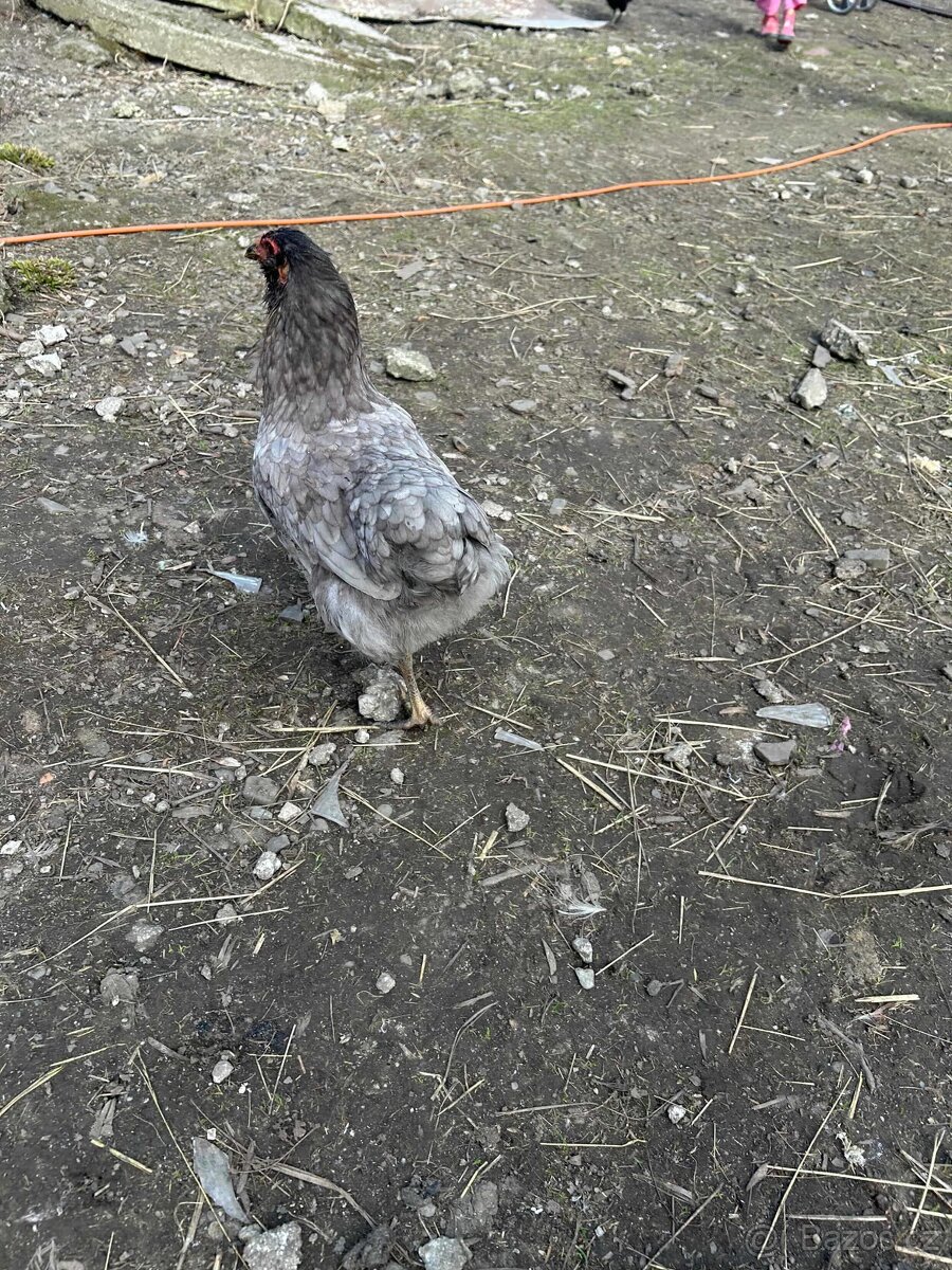 Slepice + kohouti - 4