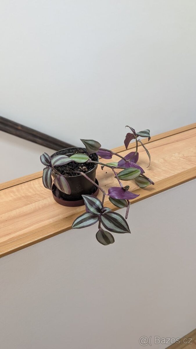Tradescantia zebrina PURPLE - 4