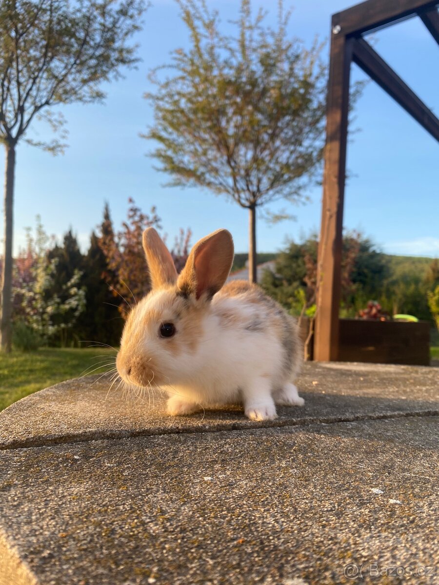 Zakrslý králík - 4
