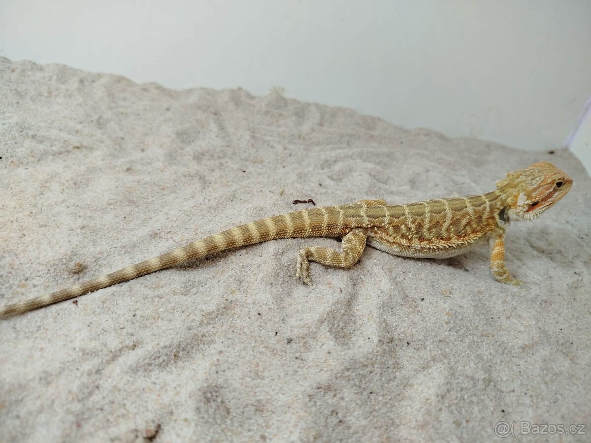 Agama vousatá - 4