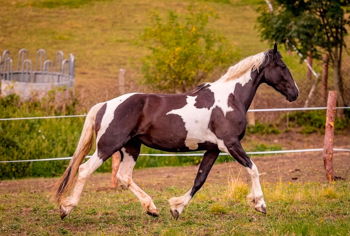 Barock Pinto klisna 2023 - 4