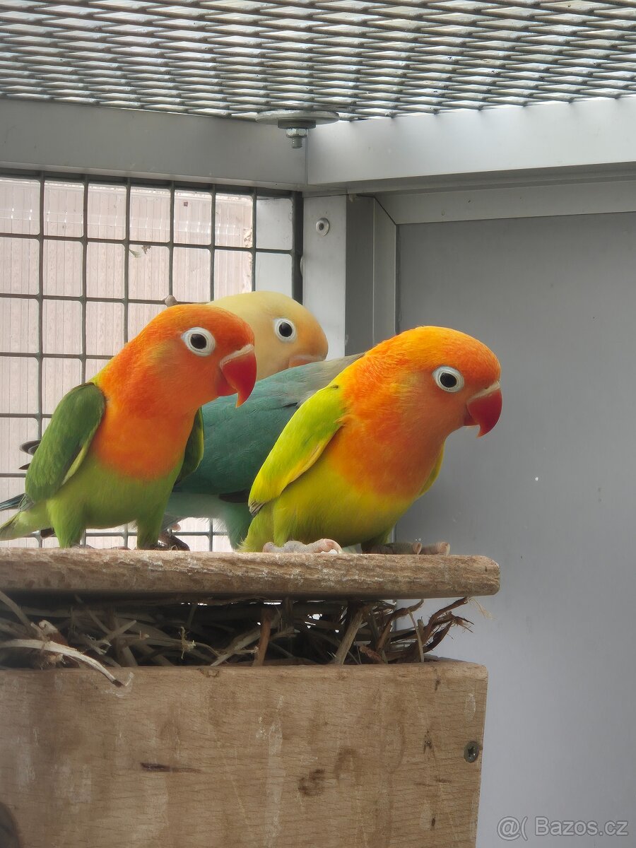 Agapornis fischeri - 4