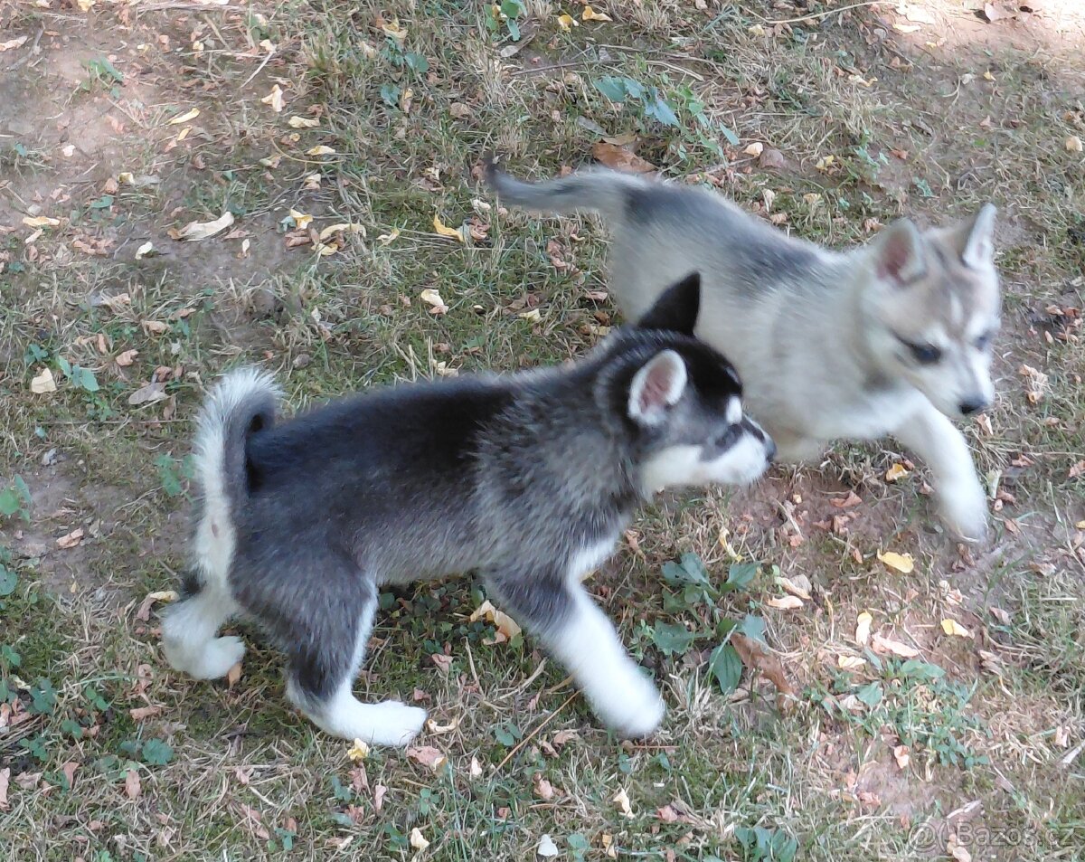 Alaskan klee kai - 4