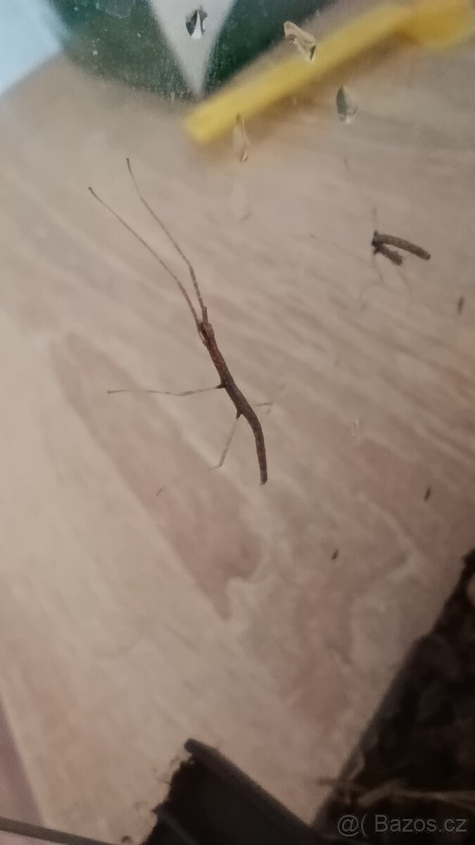 Daruji mladé strašilky k chovu - 4