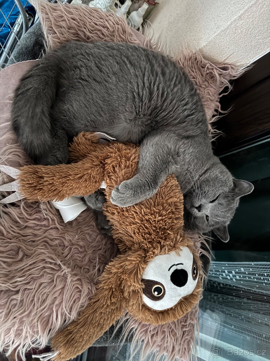 Britský kocour ke krytí - 4