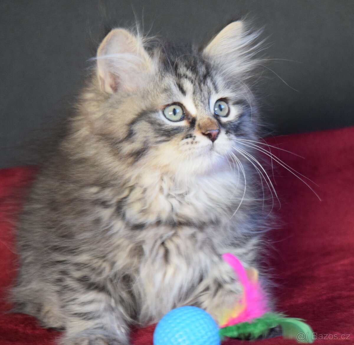 Sibiřské kotě s PP - 4