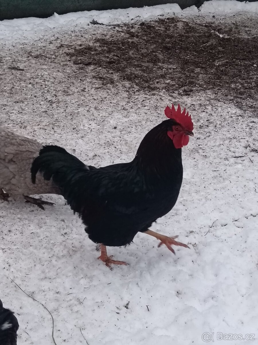 Prodám kohouta - 4