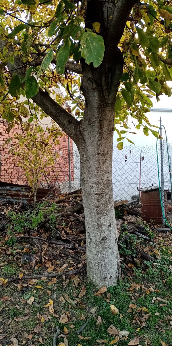 Prodám 2 kmeny ořech - 4