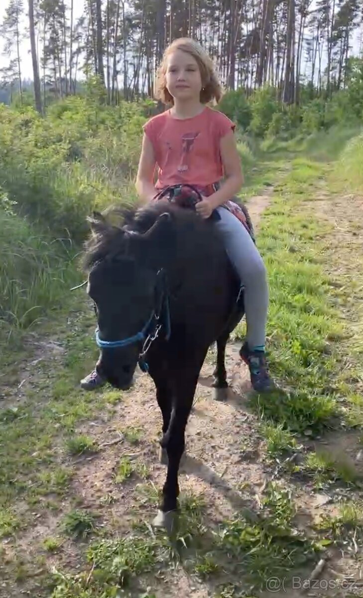 Minihorse kobylka a valach - 4